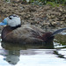 Scenes from Slimbridge (9) - 20 May 2015