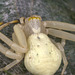 IMG 6532Crabspider