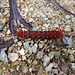 Pipevine Swallowtail Caterpillar