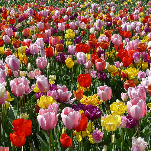 Nederland - Julianadorp, Tulpen Pluktuin