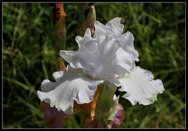Blanc maternel