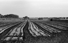 Vegetable field