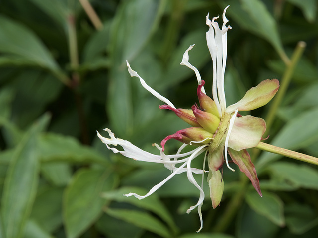 Floral Spider