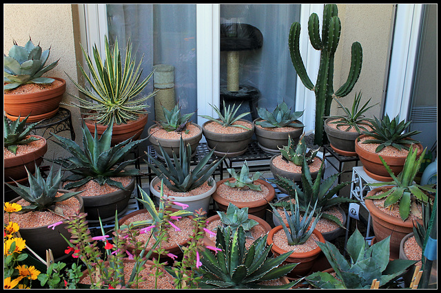 agaves vue d'ensemble