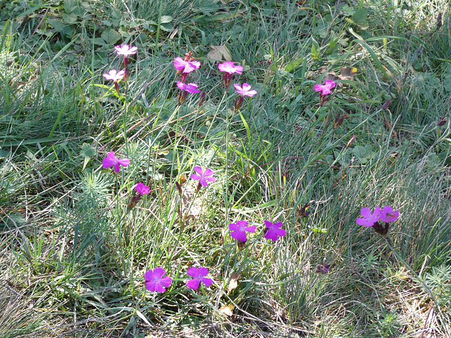 Wildblumen