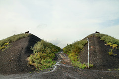 Zwischen den Schuttpyramiden (Halde Rungenberg, Gelsenkirchen-Buer) / 18.08.2019