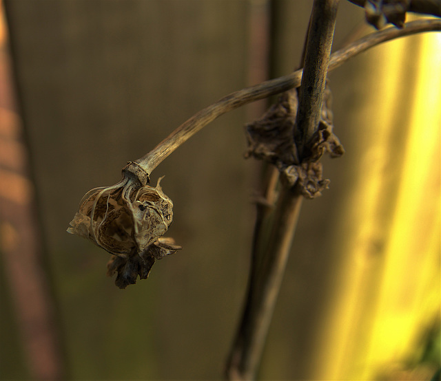Poppy Skellibobbin