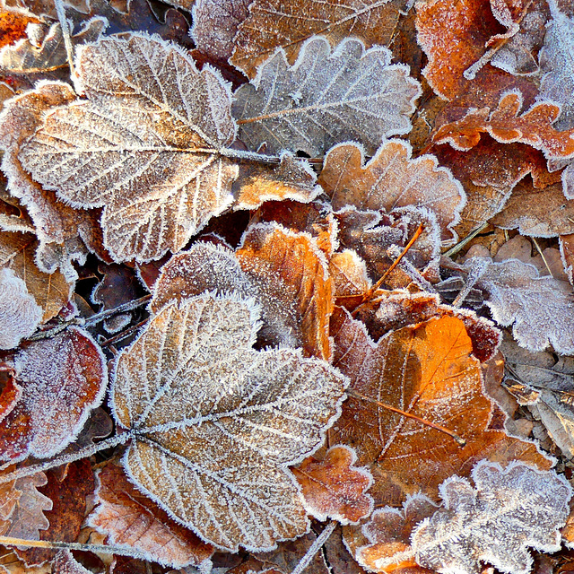 P1150287- Tapis de feuilles givrées - Rando crêtes de Nantuy  18 décembre 2018