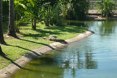 Saltwater Crocodile At Crocodylus Park