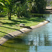 Saltwater Crocodile At Crocodylus Park