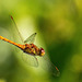 Common darter in flight