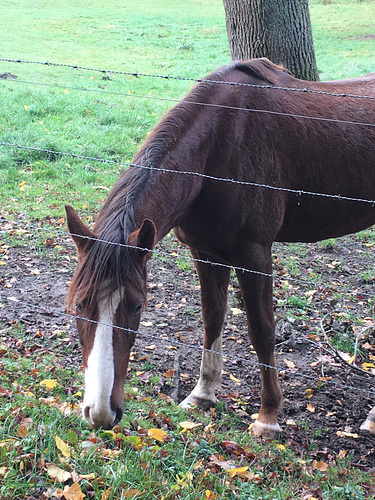 Herbstweide