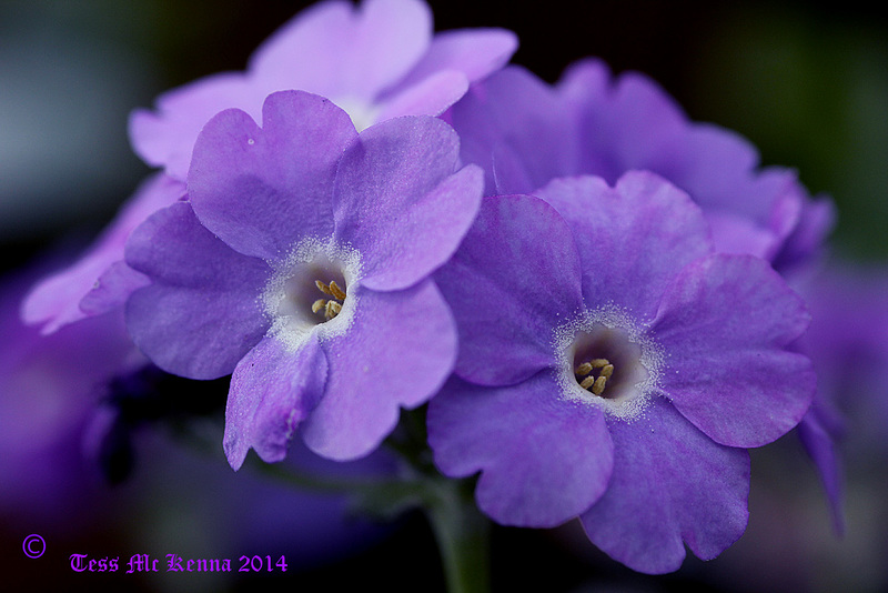Primulas 033 copy