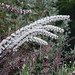 Beautiful white fronds