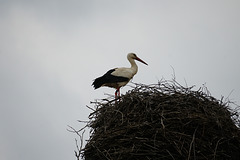 Auf dem Nest
