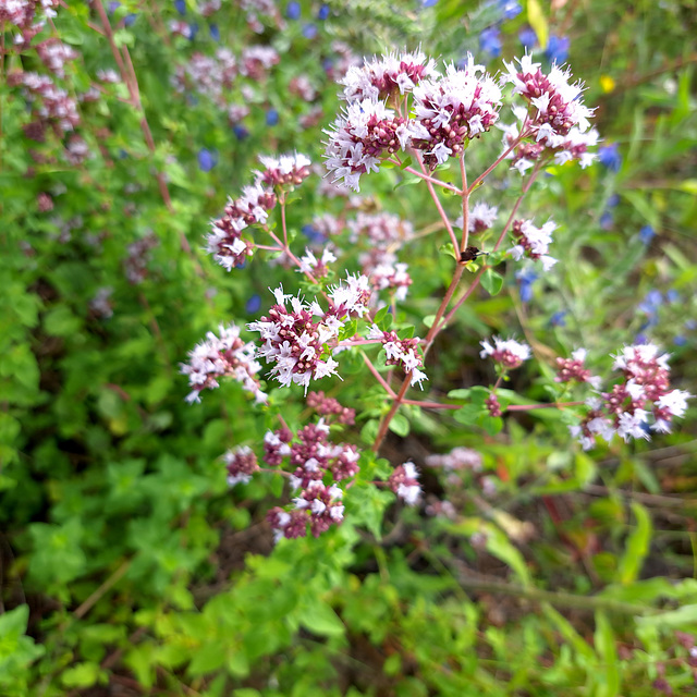 Echter Dost / Oregano (Origanum vulgare)