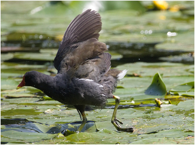 IMG 9695 Moorhen