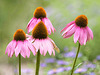 Echinacea (Cone Flowers)