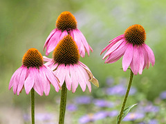 Echinacea (Cone Flowers)