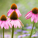 Echinacea (Cone Flowers)