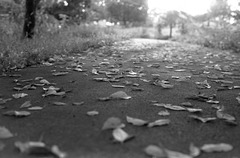 Fallen leaves