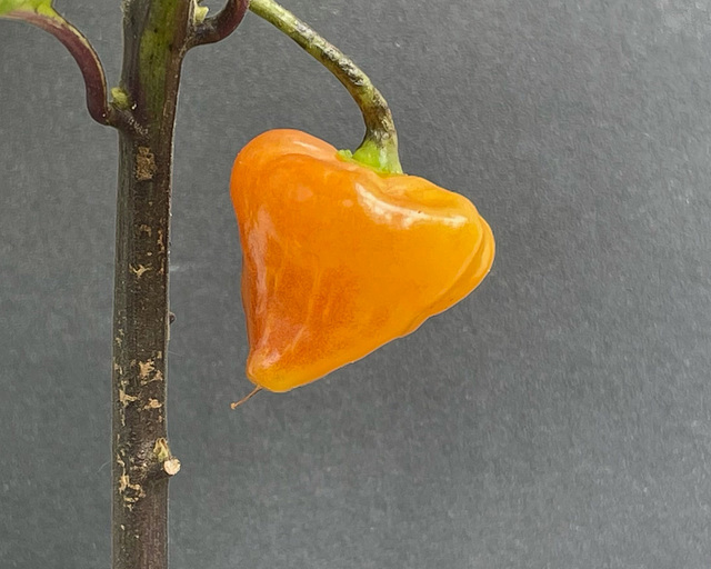 Orange Lantern
