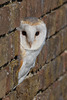 Barn Owl