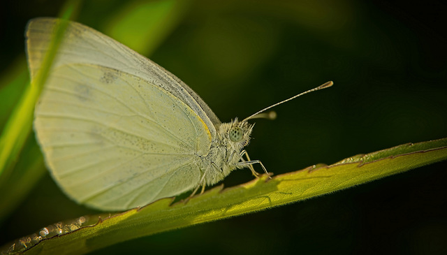 Der Kleine Kohlweißling (Pieris rapae)  zum Weltfototag 2026 :)) The Small White butterfly (Pieris rapae) for World Photography Day 2026 :)) Le Petit Piéride du chou (Pieris rapae) pour la Journée mon