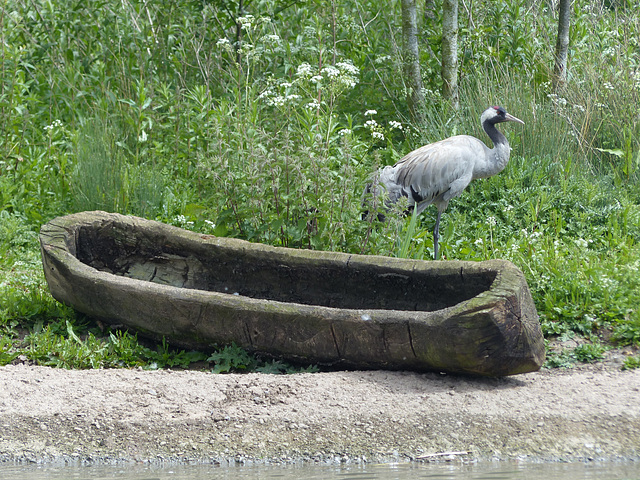 Scenes from Slimbridge (10) - 20 May 2015