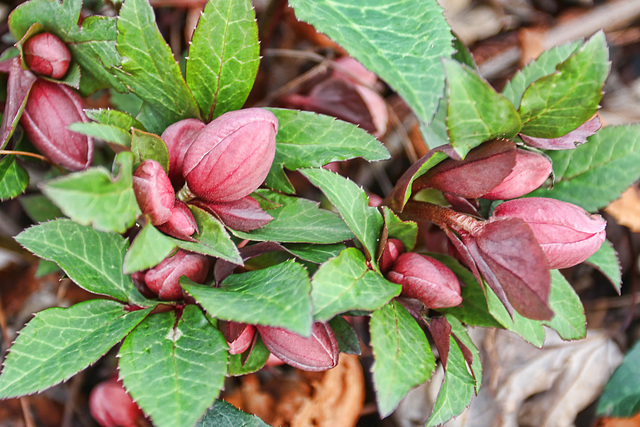 Hellebore flowering