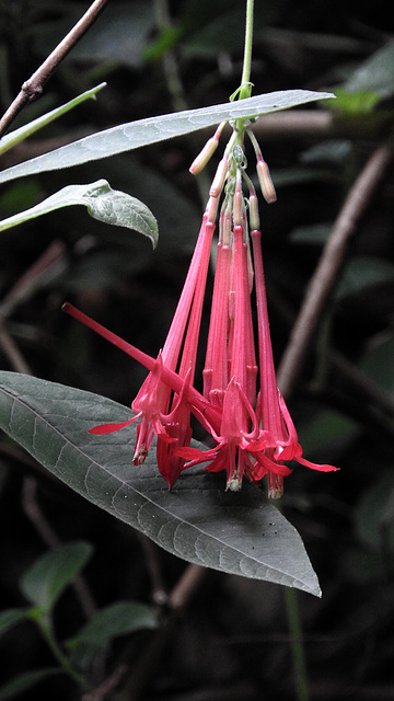 Hanging flower