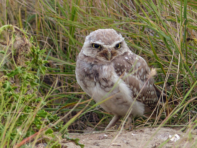 Burrowing Owl in the wild