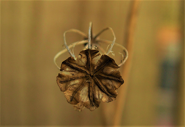 Poppy Skellibobbin Poppy Skellibobbin