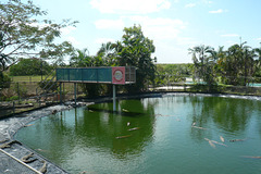 Young Saltwater Crocodiles At Crocodylus Park