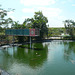 Young Saltwater Crocodiles At Crocodylus Park