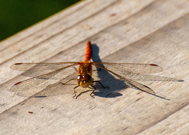 Common darter