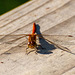 Common darter