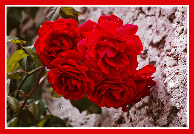 Camelias japónicas rojas