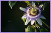 La Passiflora o Flor de la pasión...