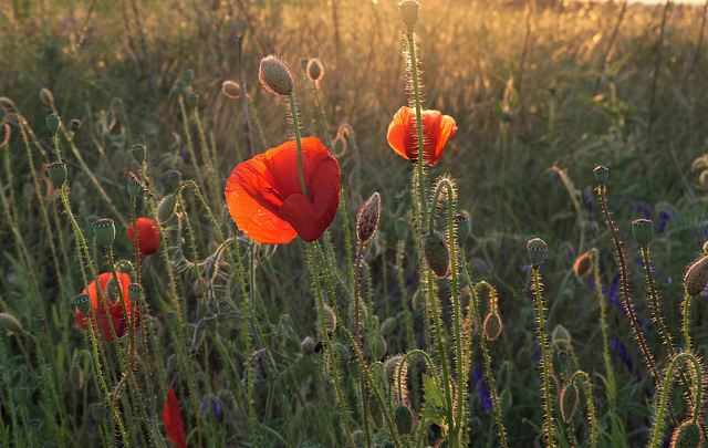 Mohn im Abendlicht