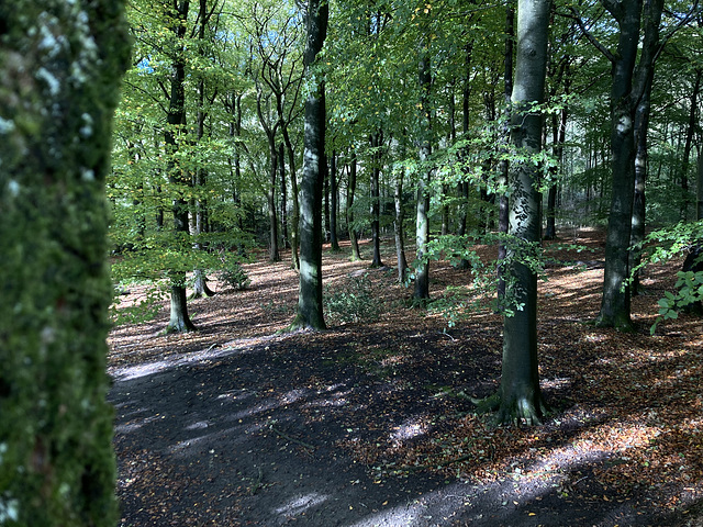 Through the woods