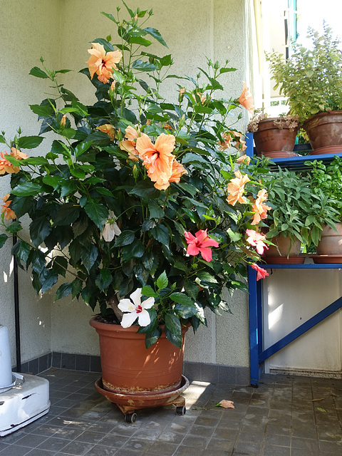 Hibiskusblüte