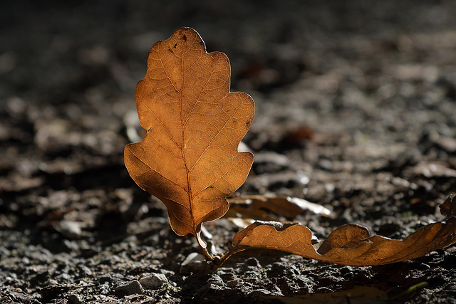 A touch of Autumn