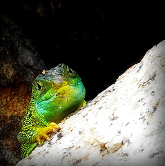 *Le lézard vert, (Lacerta bilineata)