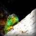 *Le lézard vert, (Lacerta bilineata)