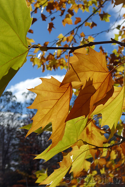 Autumn's here