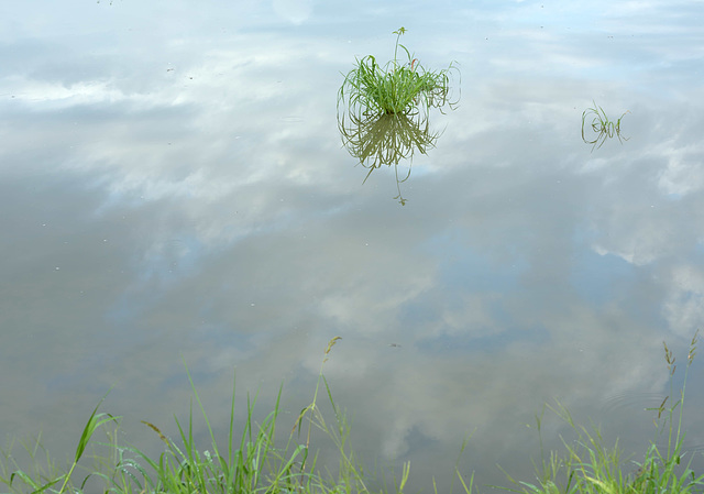 Sky in the empty paddy