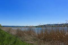 am Ufer des Klingnauer Stausees (© Buelipix)