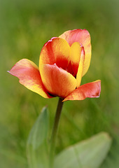 La tulipe ... suis fan