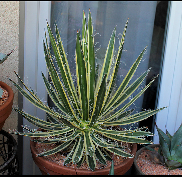 Agave schidigera marginata (1)